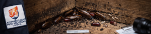 house cockroaches uk
